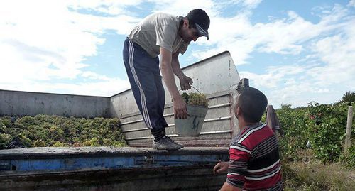 Сбор урожая винограда. Армения, октябрь 2016 г. Фото Армине Мартиросян для "Кавказского узла"