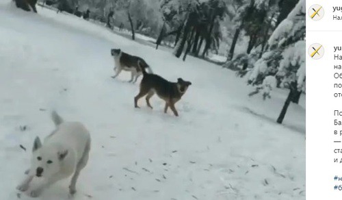 Нападение бродячих собак в Нальчике. Фото: скриншот со страницы patriot_kbr в Instagram https://www.instagram.com/p/CJBID--FpQyKDqSeGzydzDARG8Lsl6OFF19_as0/