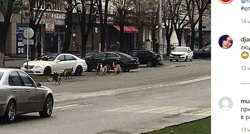 Бродячие собаки в Нальчике. Скриншот публикации в Instagram-паблике "Происшествия Нальчик" https://www.instagram.com/p/CNNyLwUh_4r/