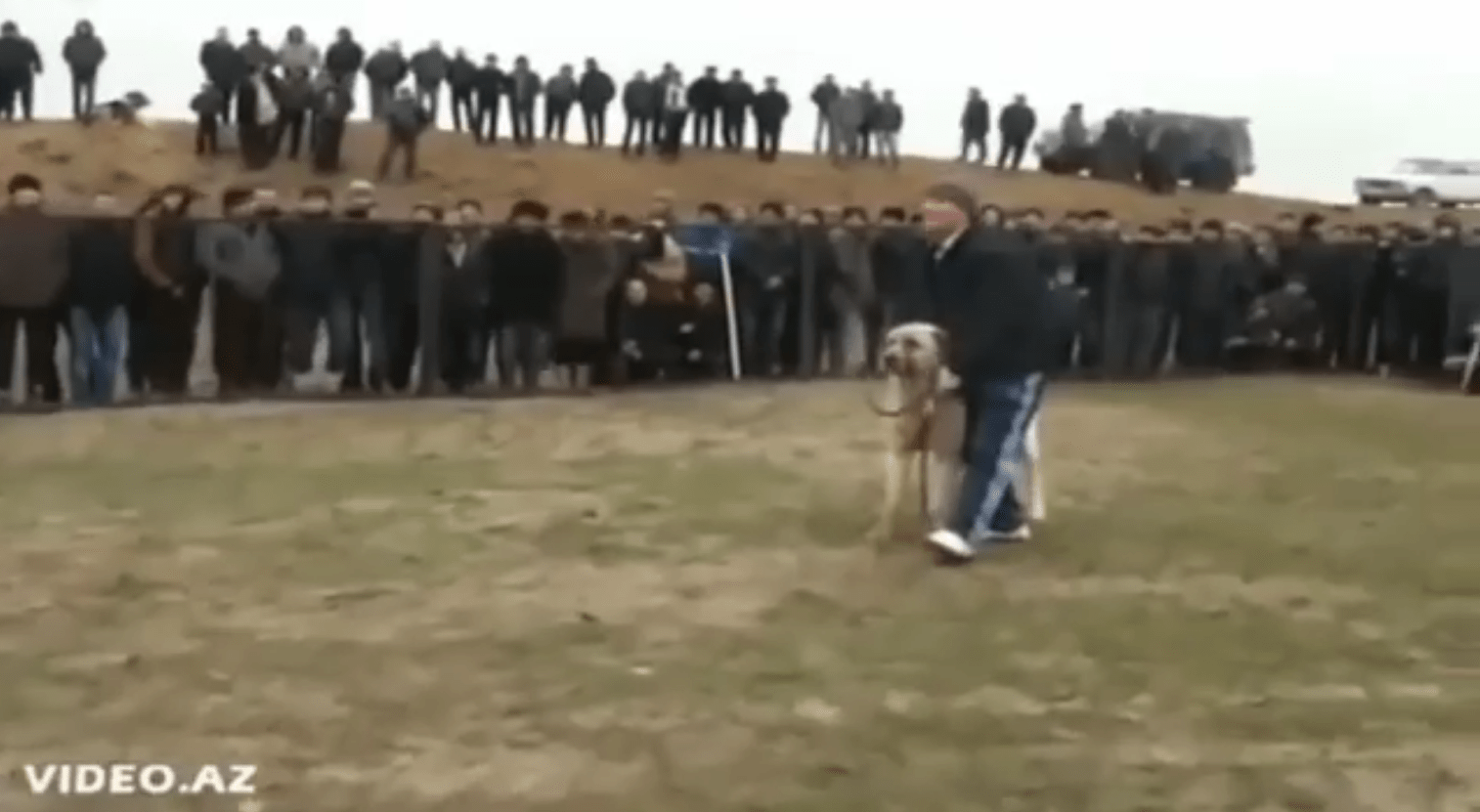 Стоп-кадр видео поединка между собаками в Гёйгёле 11 октября 2021 года, https://www.facebook.com/100027189193370/videos/pcb.908439643405667/306490734159799