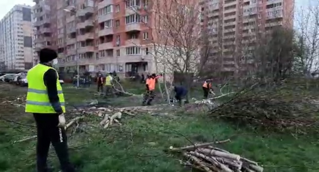 Рабочие спиливают деревья в Краснодаре. Кадр видео из телеграм-канала "Типичный Краснодар" https://t.me/s/krd_tipich_ru/57180