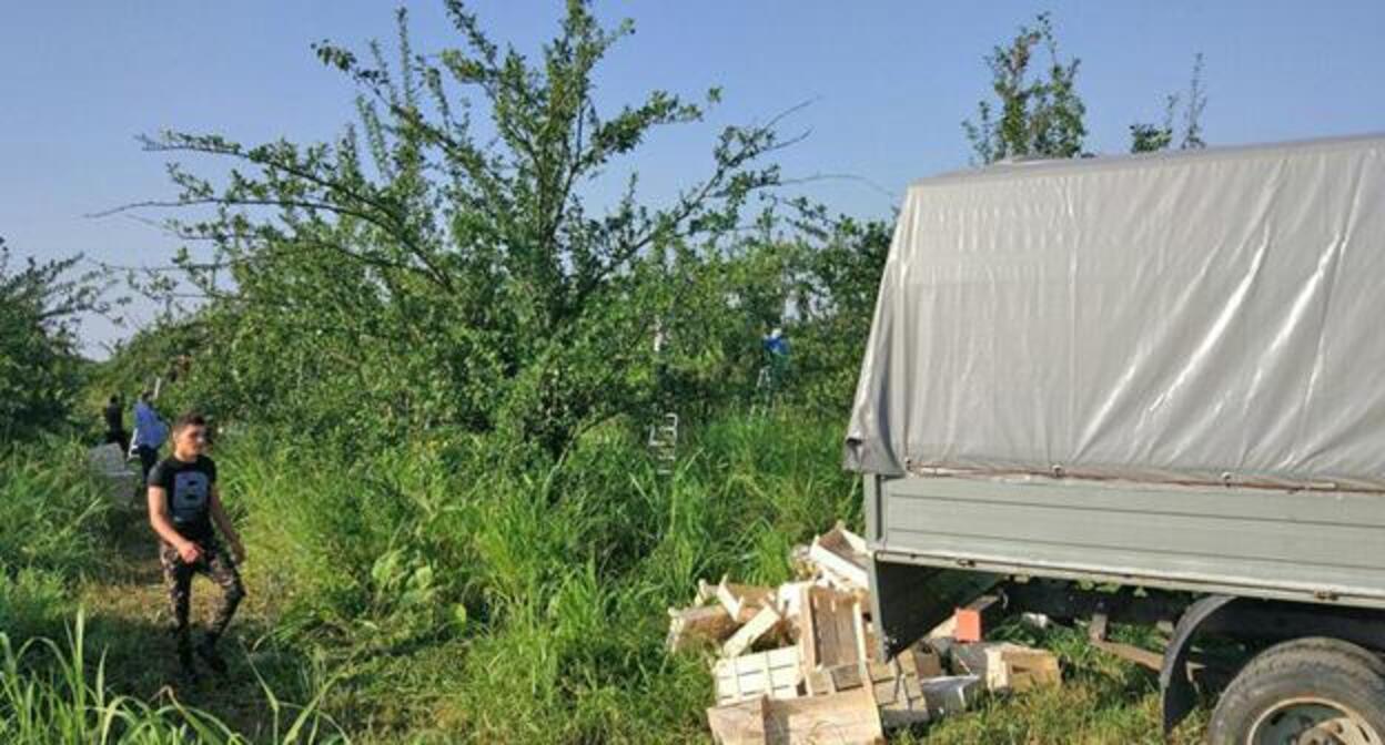 Сад, принадлежащий ЗАО "Народное предприятие "Морзох", откуда неизвестные лица вывезли урожай сливы. Село Морзох, Урванский район КБР. Фото "Кавказского узла"